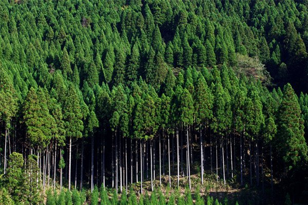 timber forest